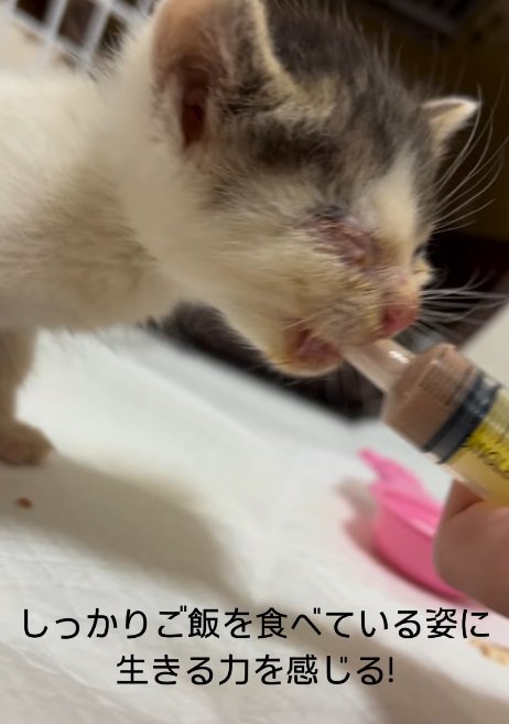 シリンジでご飯を食べる猫