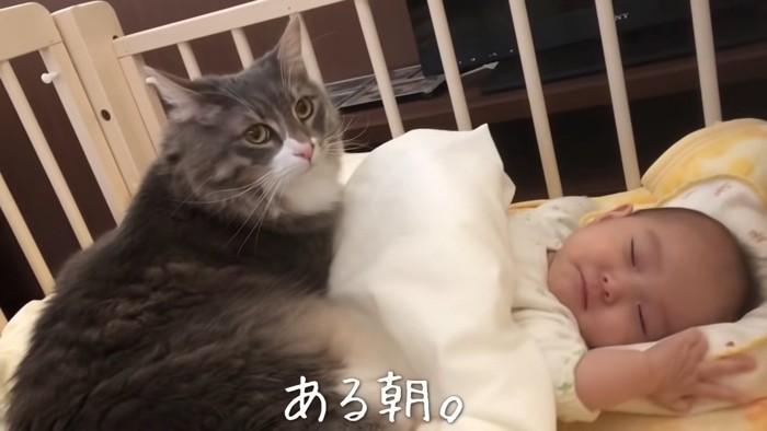 寝ている猫と隣にいる猫