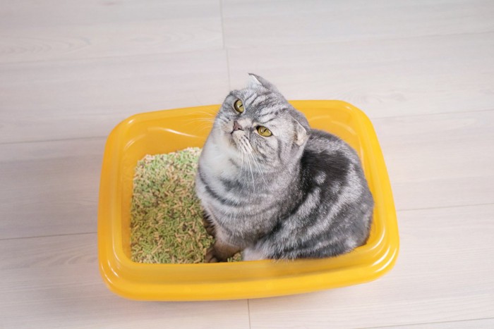 トイレに入っている猫