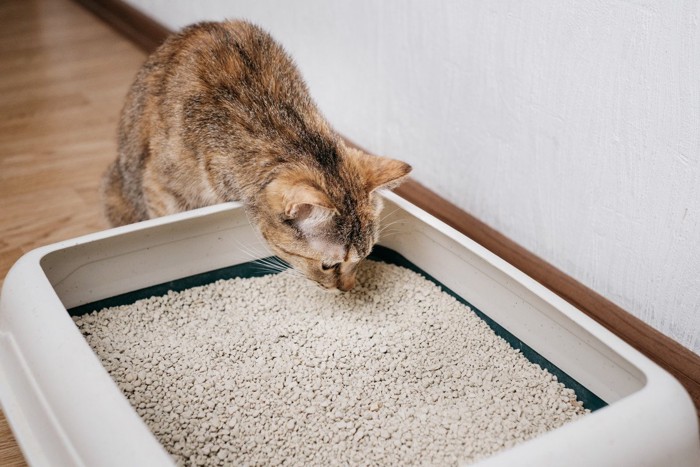 トイレのにおいを嗅ぐ猫