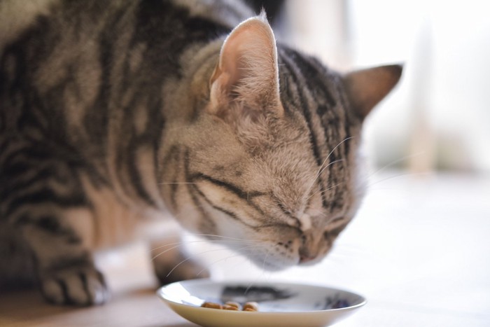 おいしそうにご飯を食べる猫