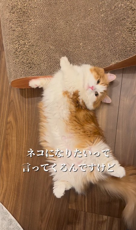 体を曲げて横になる猫