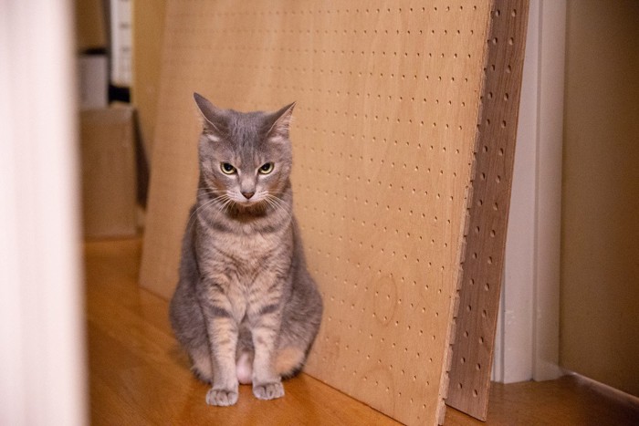 警戒した表情の猫