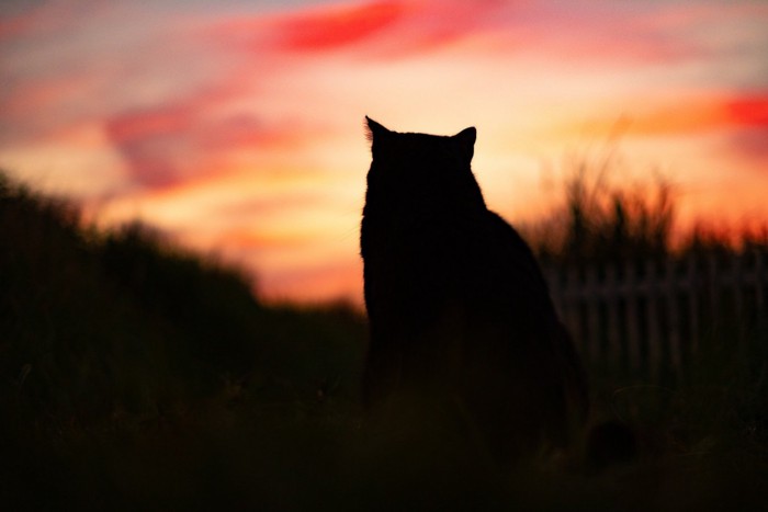 夕焼けと猫のシルエット