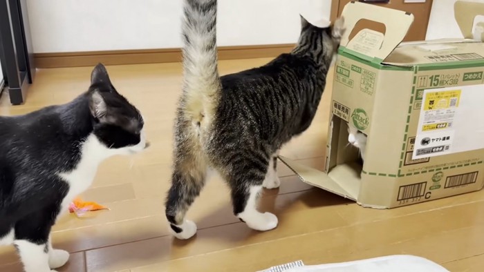 段ボール箱に集まる3匹の猫
