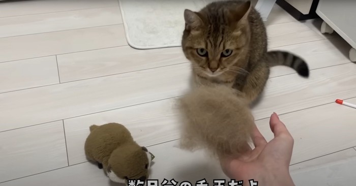 毛玉を見るみにらくん