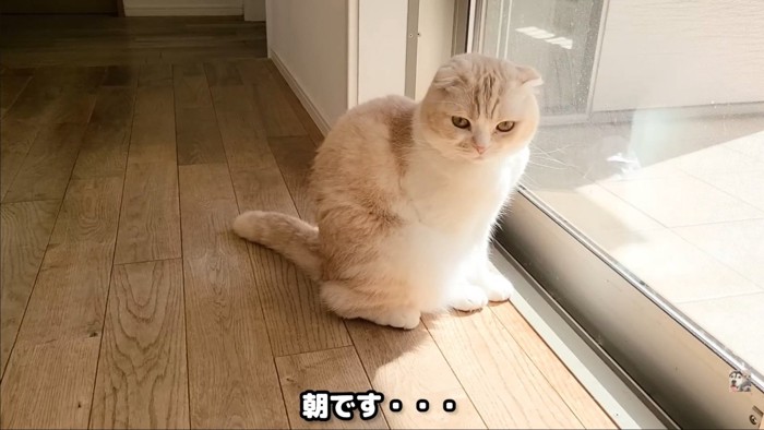 窓辺の猫