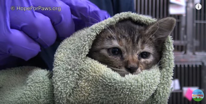 タオルにくるまれた子猫