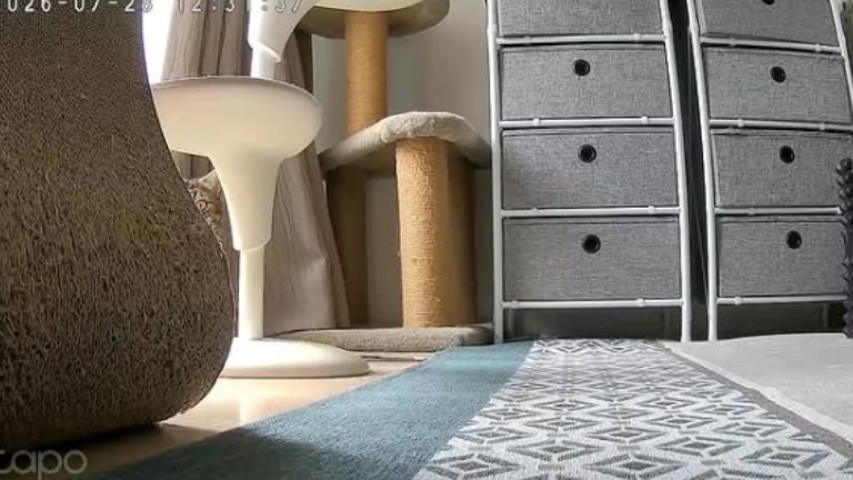 見守りカメラと猫