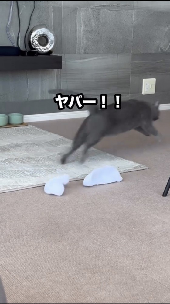 走り出す猫