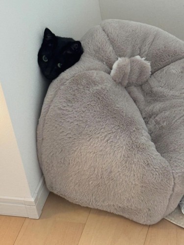 壁とクッションの間に挟まる白黒猫