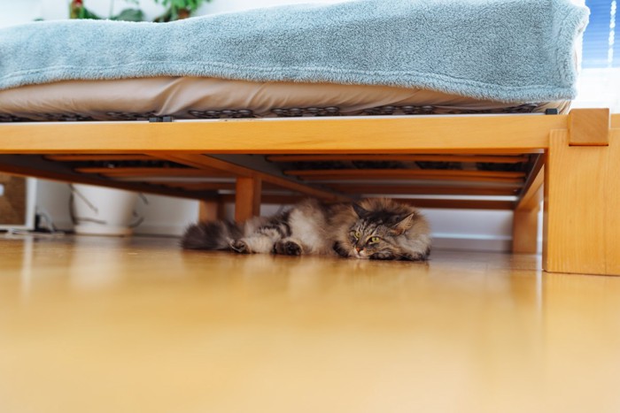 ベッドの下に隠れる猫