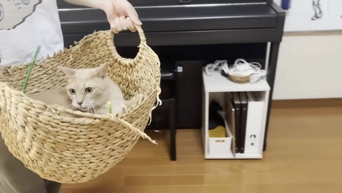 かごに入り持ち上げられた猫