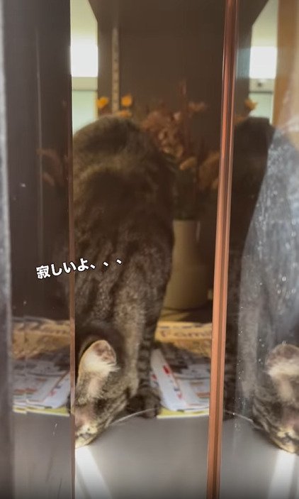 頭を下げる猫