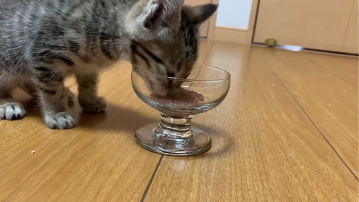 ご飯を食べる子猫