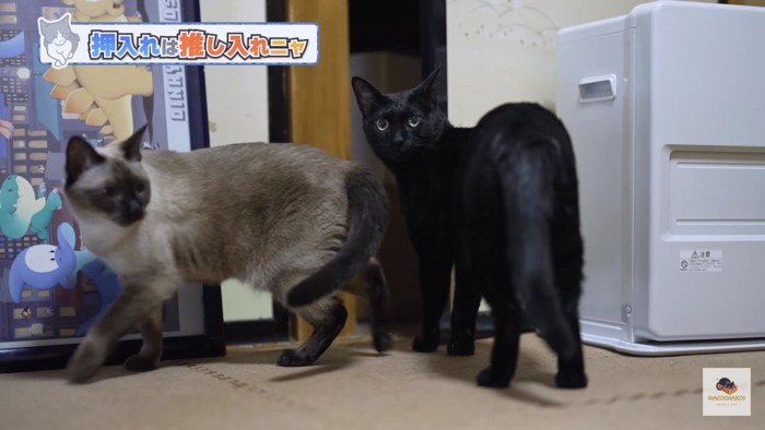 シャム猫と黒猫