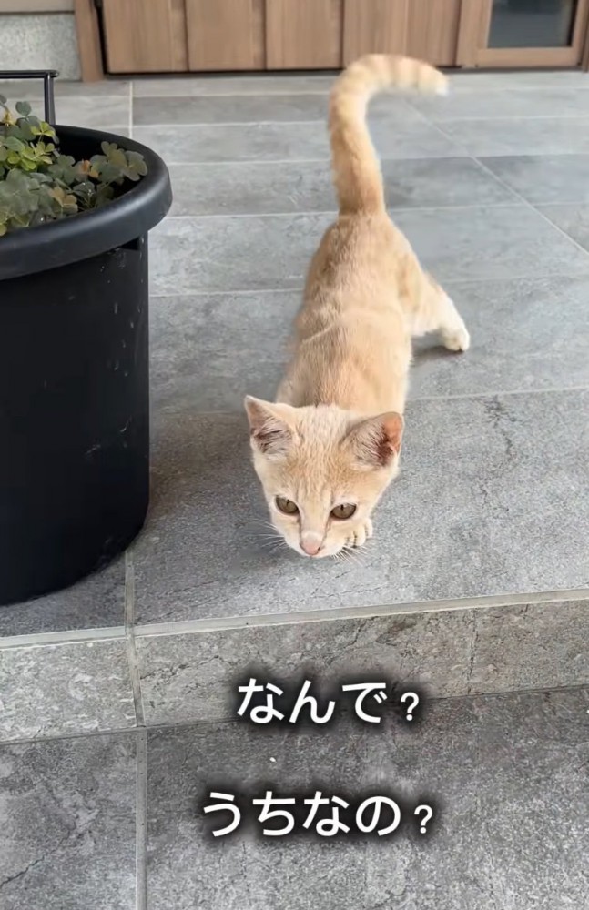 近寄る子猫