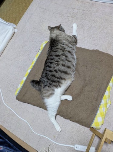 カーペットに寝転がるシャムトラ猫