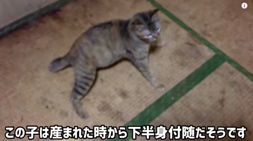 かわいい猫