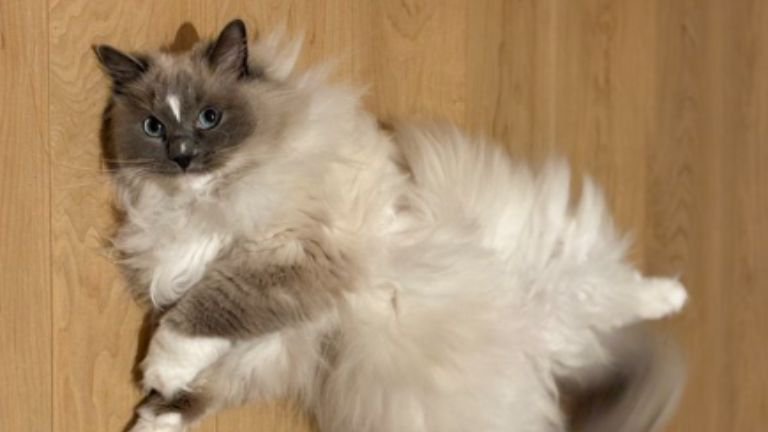 寝転がっている猫
