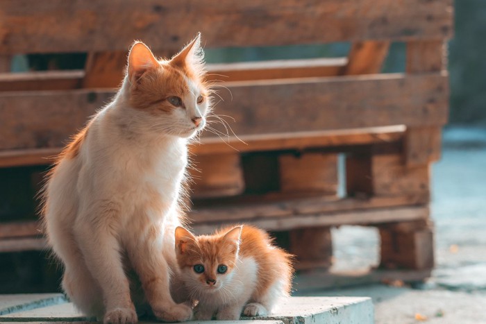 猫の親子