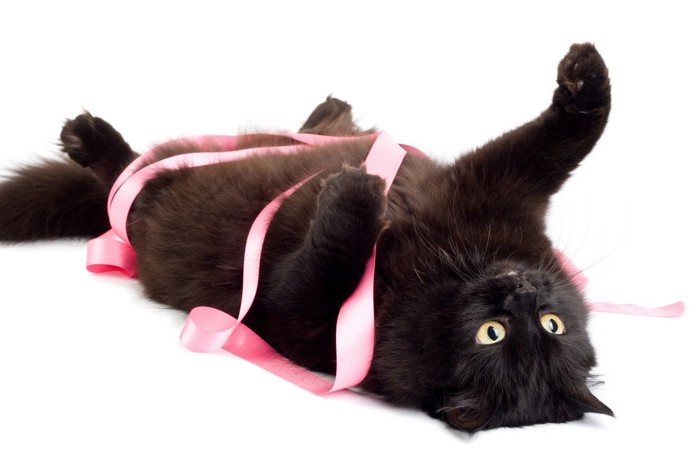 リボンで遊ぶ猫
