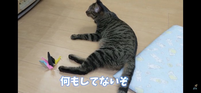 寝そべる猫