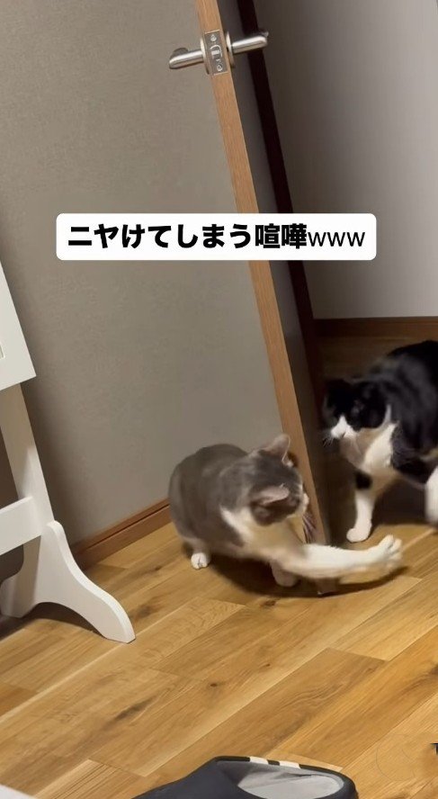 ドア越しに前足を出すサバ白猫