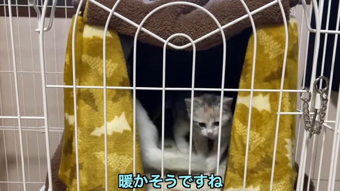 ケージの中の猫用コタツ