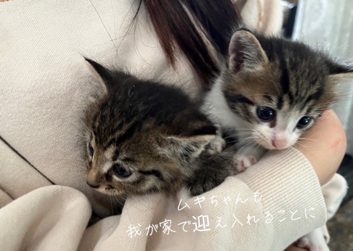 だっこされている2匹の子猫