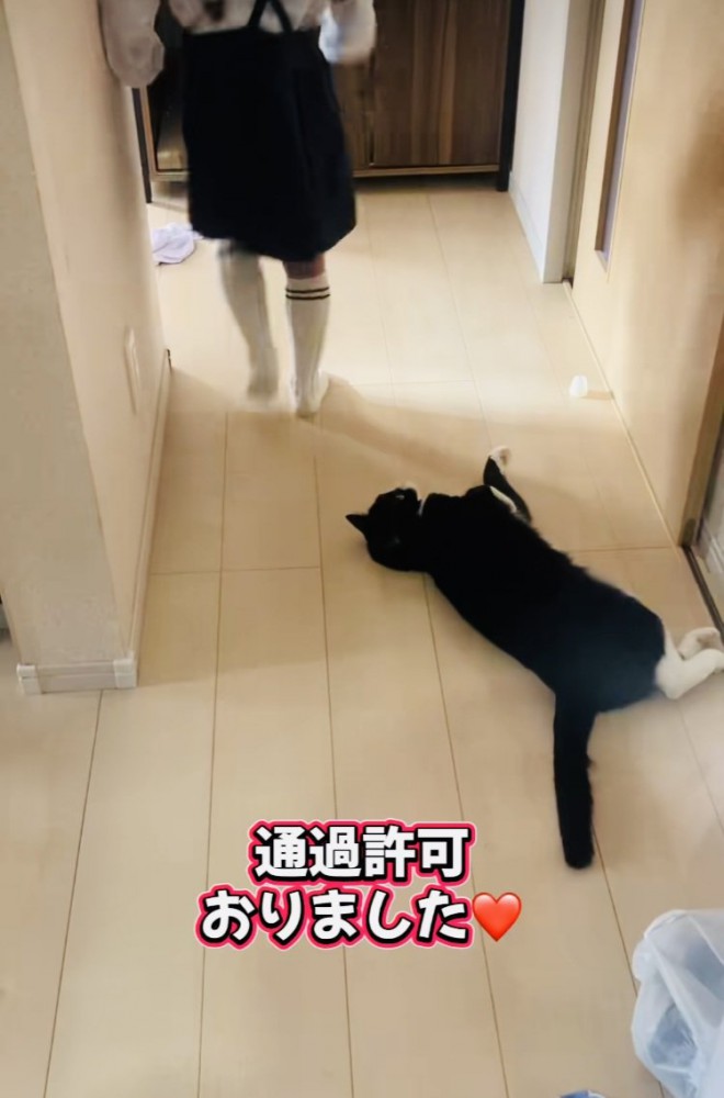 廊下を通る娘さんと見送るハチワレ猫