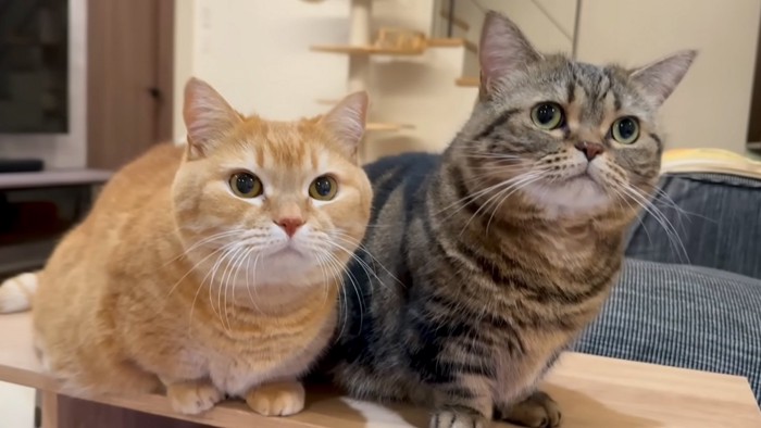 正面猫