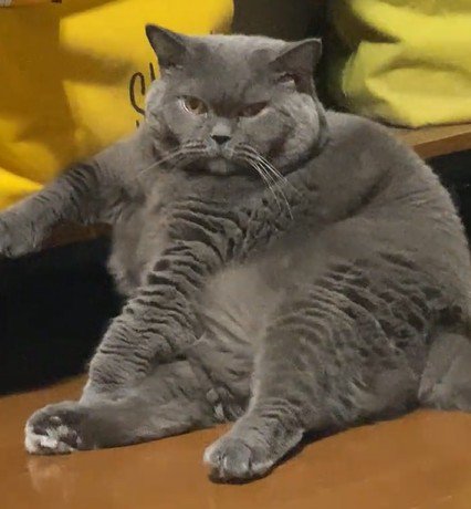 座っている猫