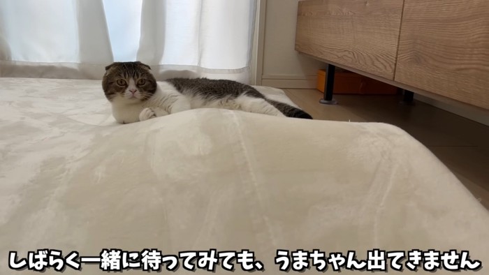 寝そべる猫