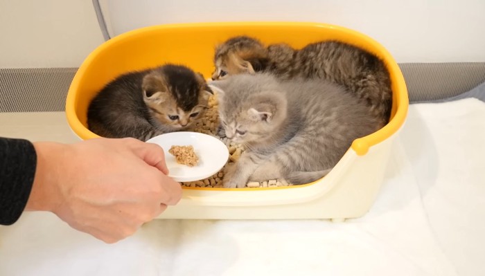 ご飯に気付いて起きる子猫達