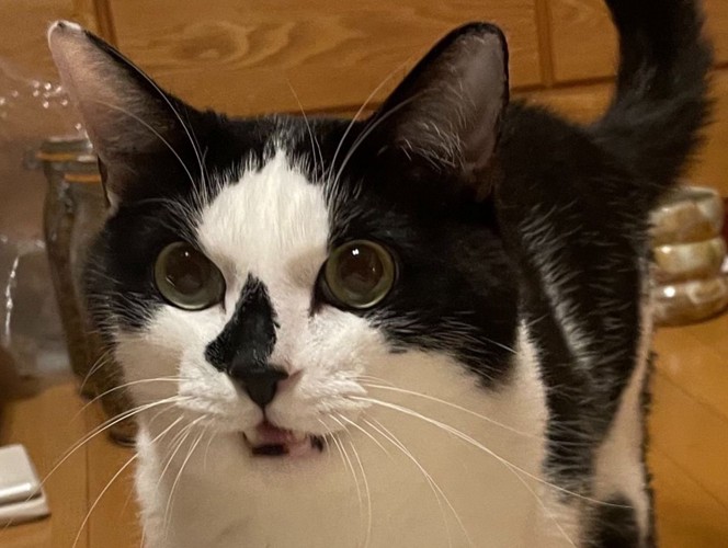 白黒猫の驚いた表情のアップ