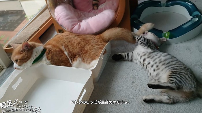 成猫のしっぽで遊ぶ子猫