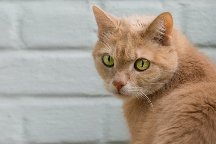 こちらに振り向く猫