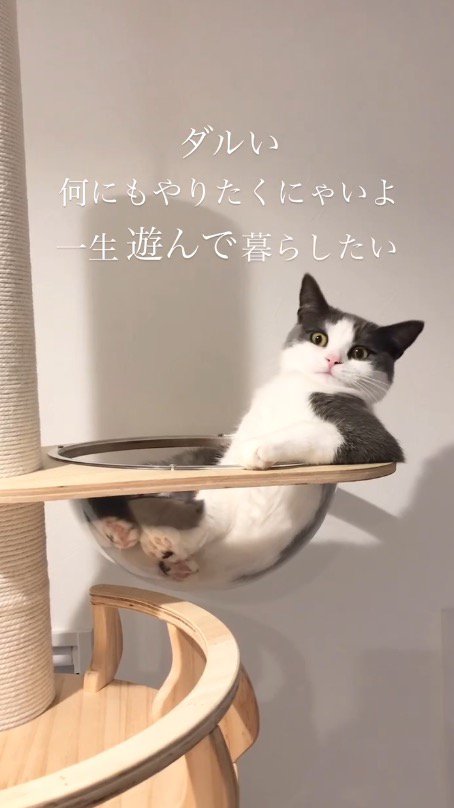 キャットタワーのボウルの中で身を起こす猫