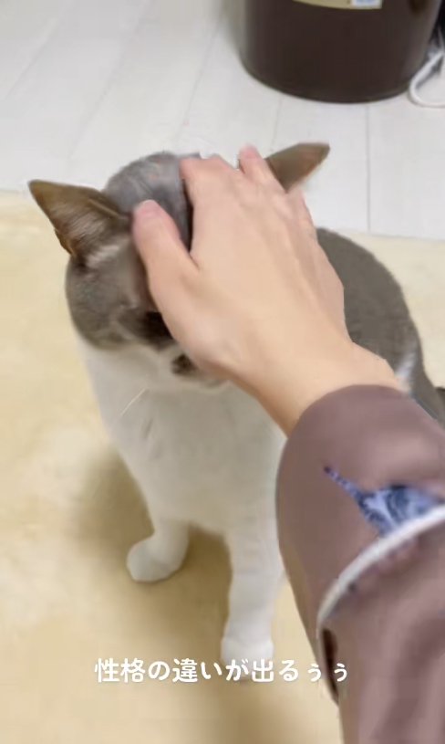 頭を触られているサバ白