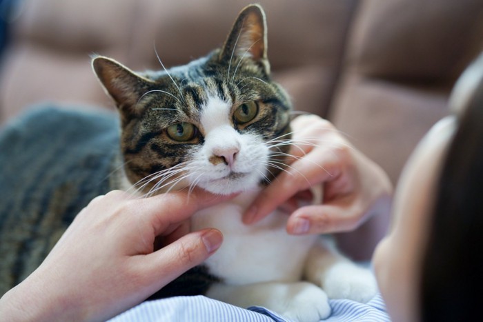 飼い主に絡む猫