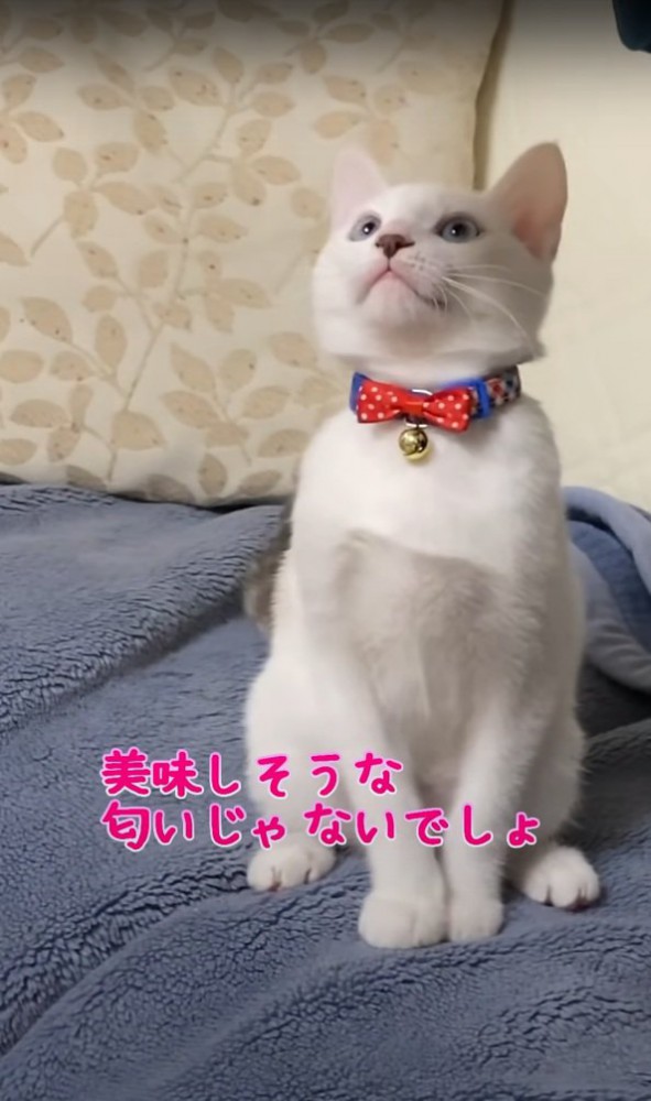 上を向くハクちゃん