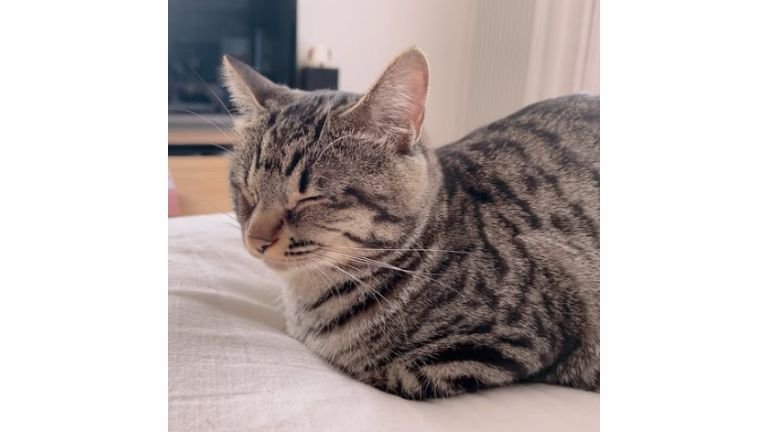 室内にいる猫