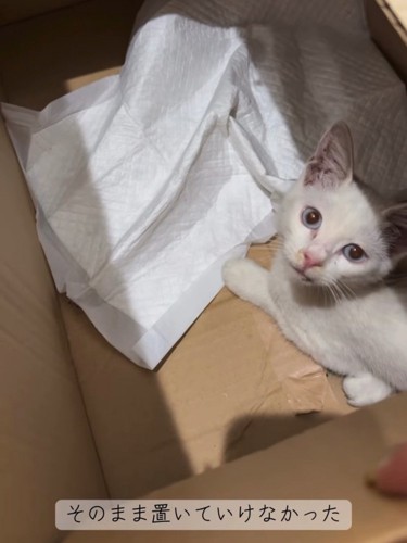ダンボール箱の中にいる子猫