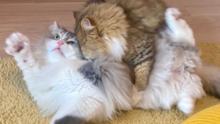 2匹の猫