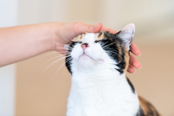 頭を撫でられて気持ち良さそうに目を閉じる猫