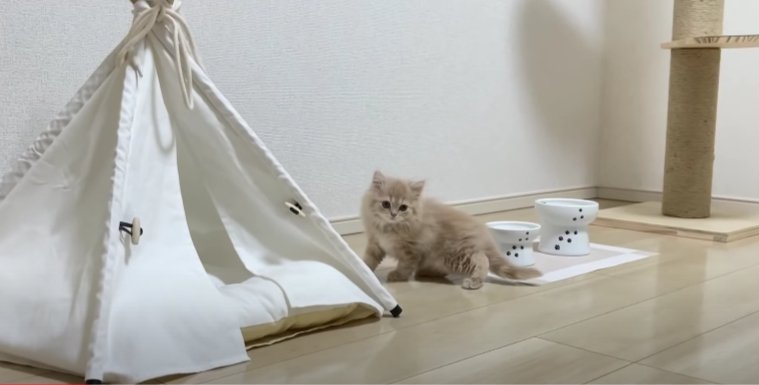 HOUSEと猫