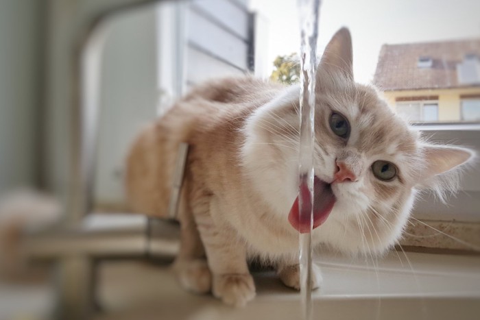 水を飲む猫