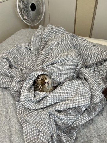 タオルケットにくるまっている猫
