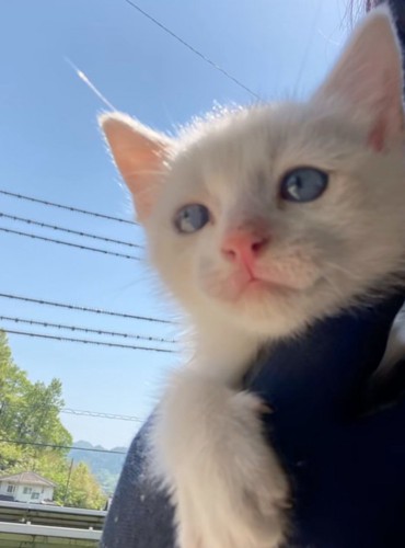 保護された白い子猫